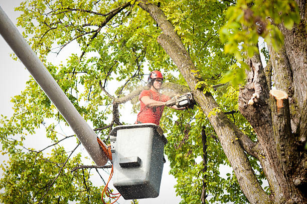 Palm Tree Trimming in Dewitt, MI